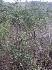 Ceanothus thyrsiflorus