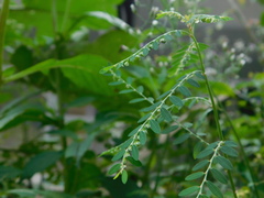 Phyllanthus amarus