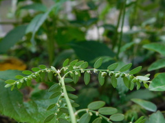 Phyllanthus amarus
