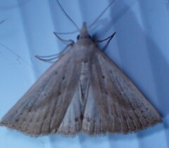 Macrochilo louisiana