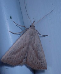 Macrochilo louisiana