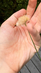 Eriophorum virginicum