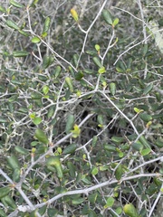 Cercocarpus minutiflorus