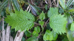 Urtica thunbergiana