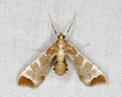 Leucinodes cordalis