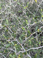 Cercocarpus minutiflorus