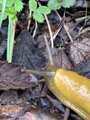 Ariolimax californicus