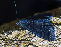 Xanthorhoe anthracinata