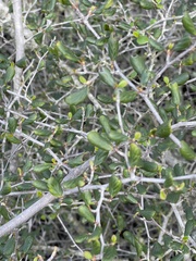 Cercocarpus minutiflorus