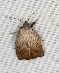 Tortricopsis pyroptis