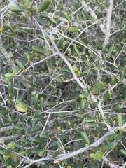 Cercocarpus minutiflorus