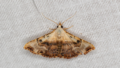 Corgatha molybdophaes