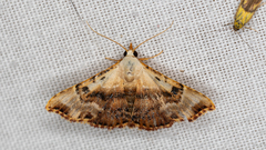 Corgatha molybdophaes