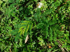 Calliandra houstoniana