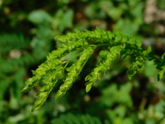Calliandra houstoniana
