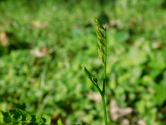 Calliandra houstoniana