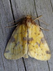Azenia obtusa