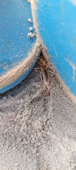 Labidura riparia