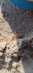 Labidura riparia