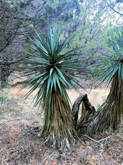 Yucca schottii