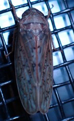 Ponana