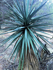 Yucca schottii