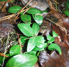 Caprifoliaceae