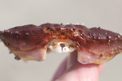 Cycloxanthops novemdentatus