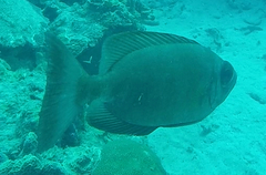 Heteropriacanthus cruentatus