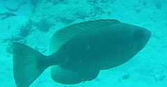 Heteropriacanthus cruentatus