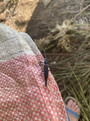 Brentidae