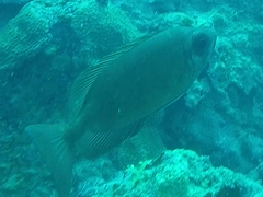 Heteropriacanthus cruentatus