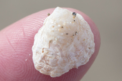 Crepipatella lingulata