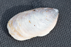 Crepidula onyx