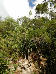 Agave sobolifera