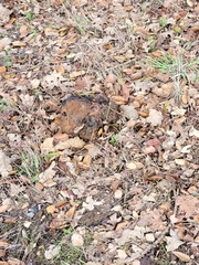 Pisolithus