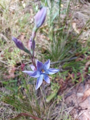 Thelymitra alpina