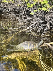 Pseudemys peninsularis