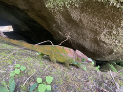 Calumma oshaughnessyi