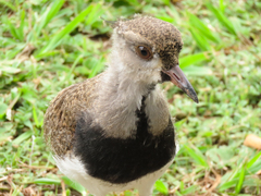 Vanellus chilensis