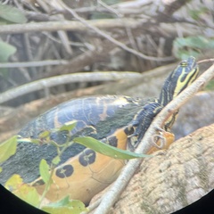 Pseudemys peninsularis