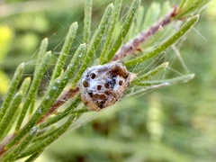 Argiope protensa