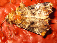 Callopistria repleta