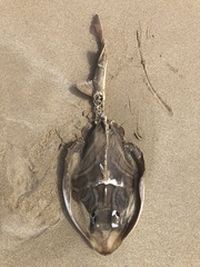 Trygonorrhina dumerilii