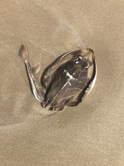 Trygonorrhina dumerilii