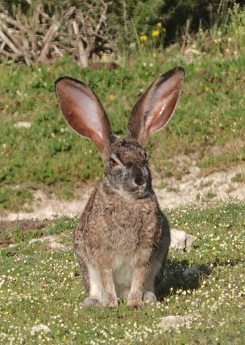アカクビノウサギ