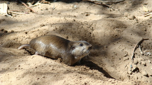 Mendoza Tuco-tuco (Ctenomys mendocinus) — Least Concern Mammalia