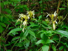 Pachystachys azaleiflora