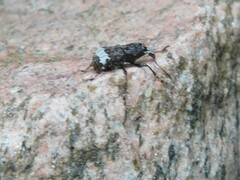 Eurymycter