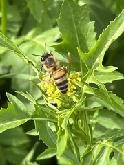Apis mellifera